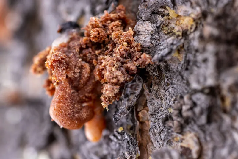 Ancient Preservation, Modern Precision: Why Amber Is the Perfect Metaphor for Digital Scarcity